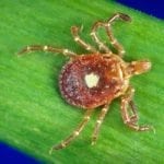 Amblyomma-americanum