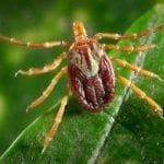 Amblyomma-maculatum