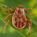 Demacentor-andersoni