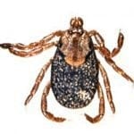 Dermacentor-occidentalis