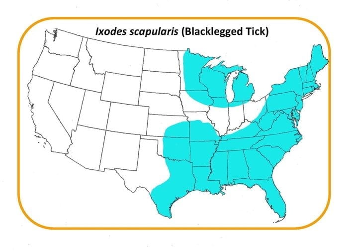 Ixodes-scapularis