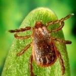 Rhipicephalus-sanguineus
