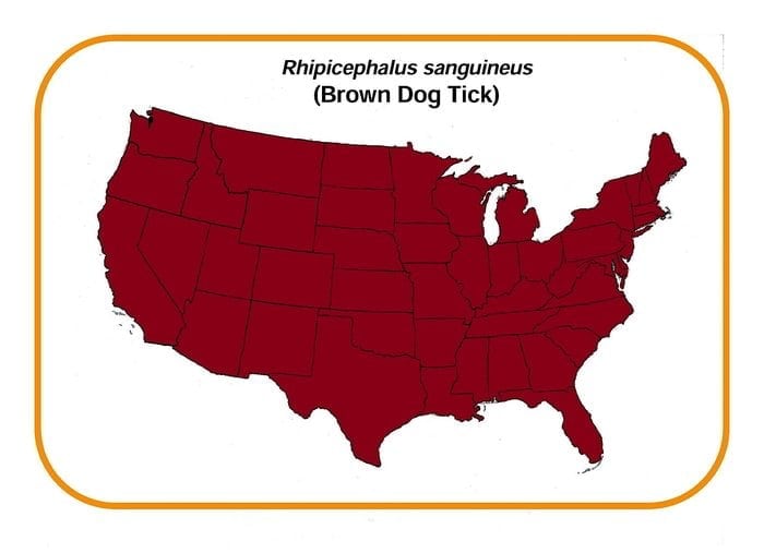 Rhipicephalus-sanguineus_map