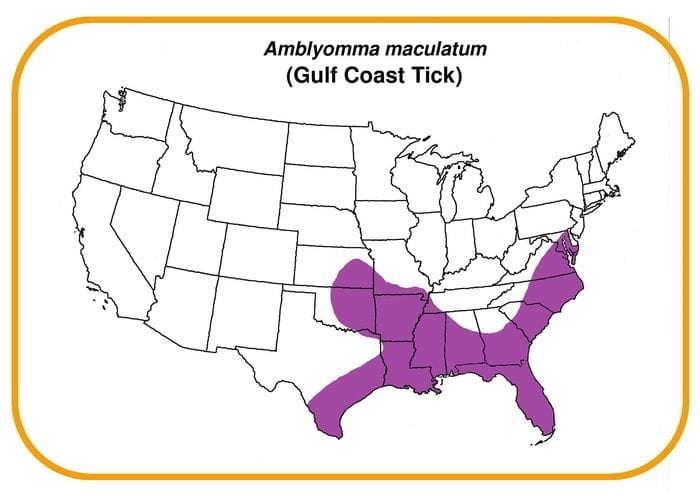 amblyomma-maculatum_map