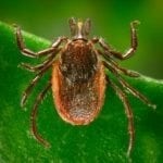 ixodes-pacificus