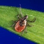 ixodes-scapularis