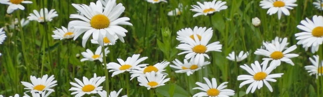 links-page-photo