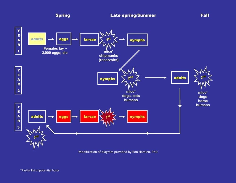 tick-lifecycle