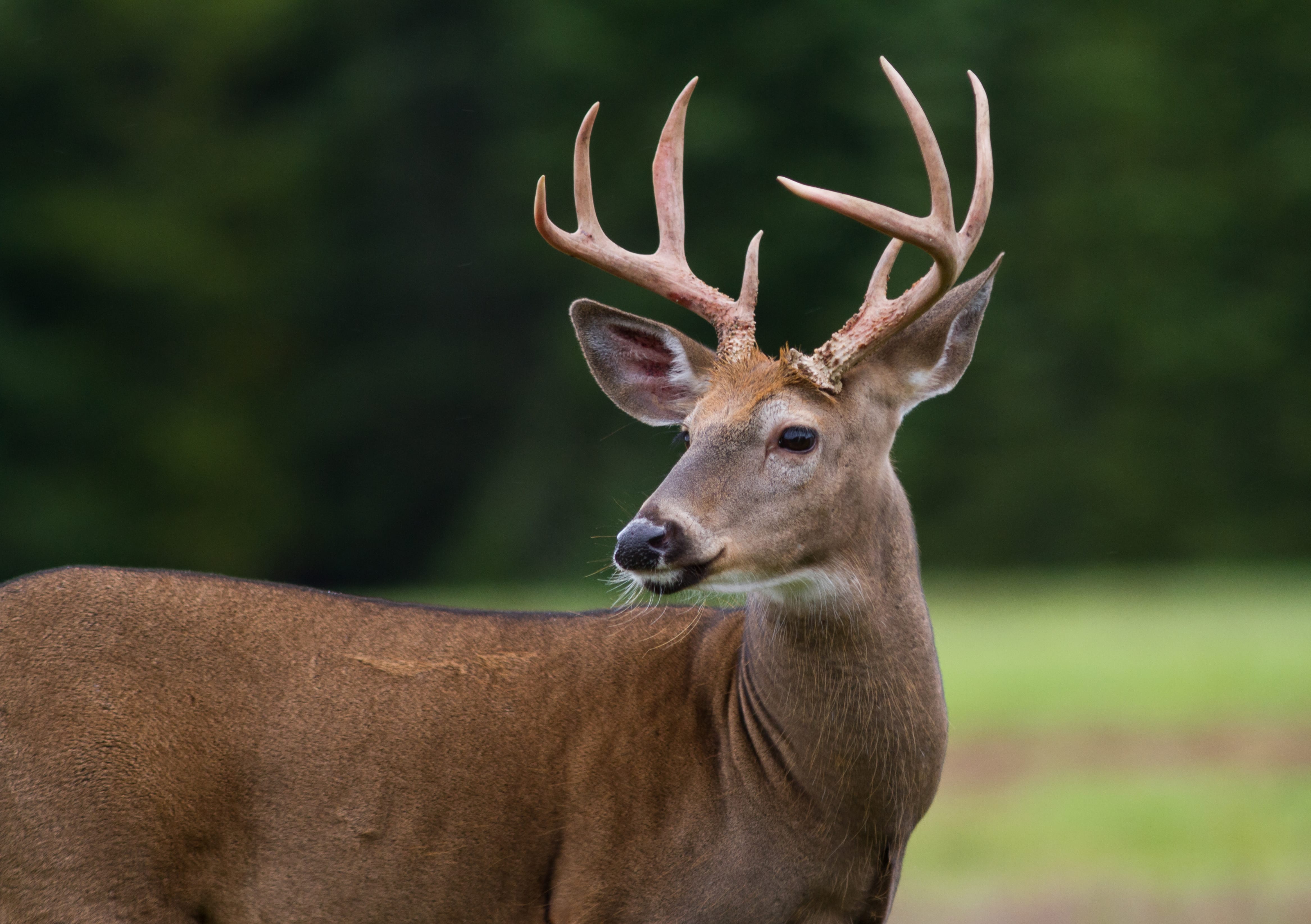 What Do Texas Whitetail Deer Eat